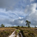 Sunshine and clouds over the heath