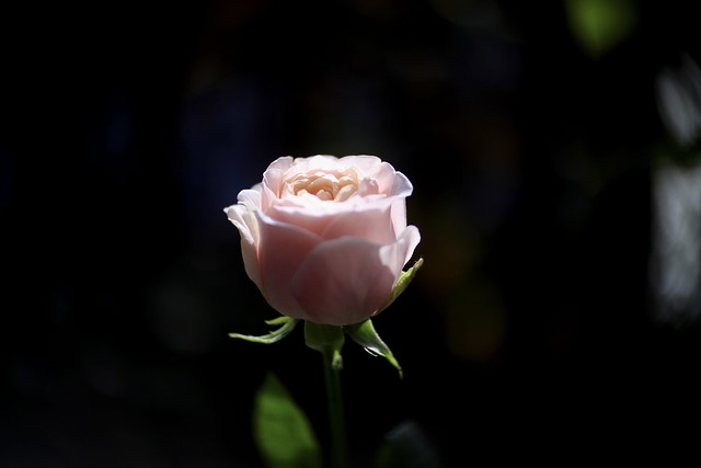Pink Rose      Kodak Anastigmat   f : 1.6  50mm