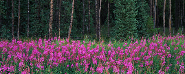 Fireweed Forest
