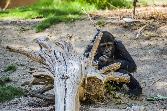 Western Lowland Gorilla - Los Angeles Zoo - Angela born 1/18/20