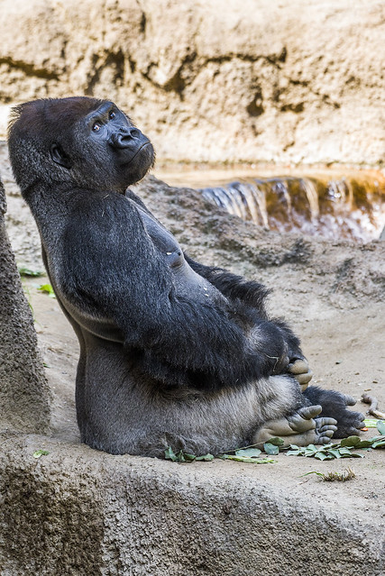 Western Lowland Gorilla - Los Angeles Zoo