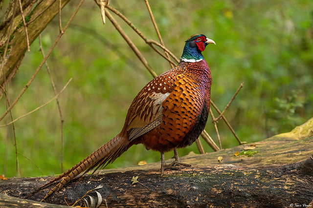 # A male pheasant with beautiful colors