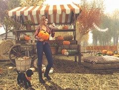 Last-Minute Pumpkin Shopping