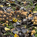 Fungi clustering in the fallen leaves