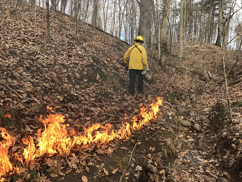 IMG_0434 Prescribed fire in a hardwood forest in southern Indiana. Photo credit: Jarred Brooke. 