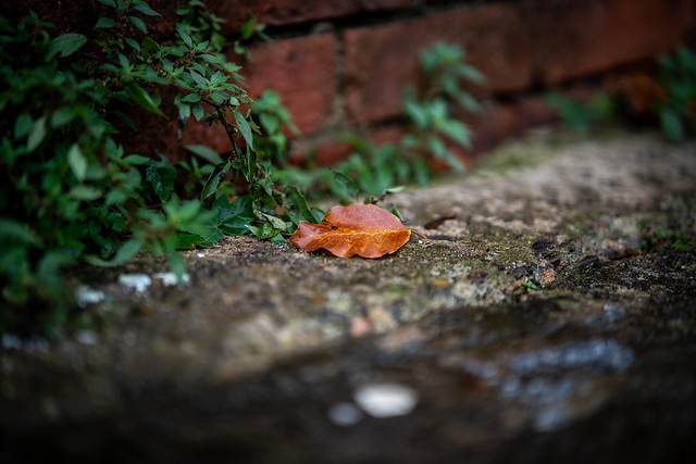The Lonely Leaf