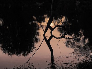 evening stick in a pond