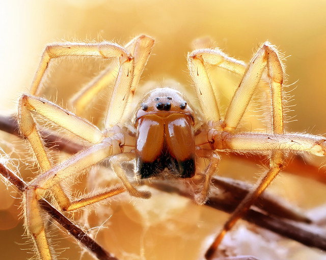 the yellow sac spider