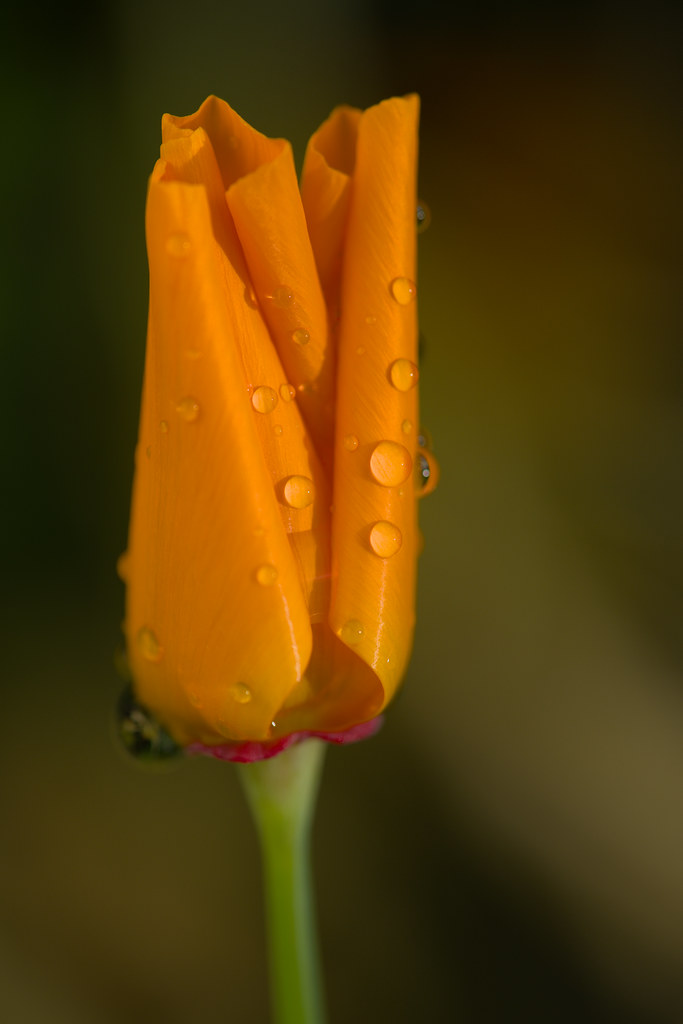 California Poppy on a rainy day