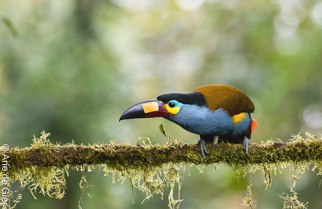 Plate-billed Toucan