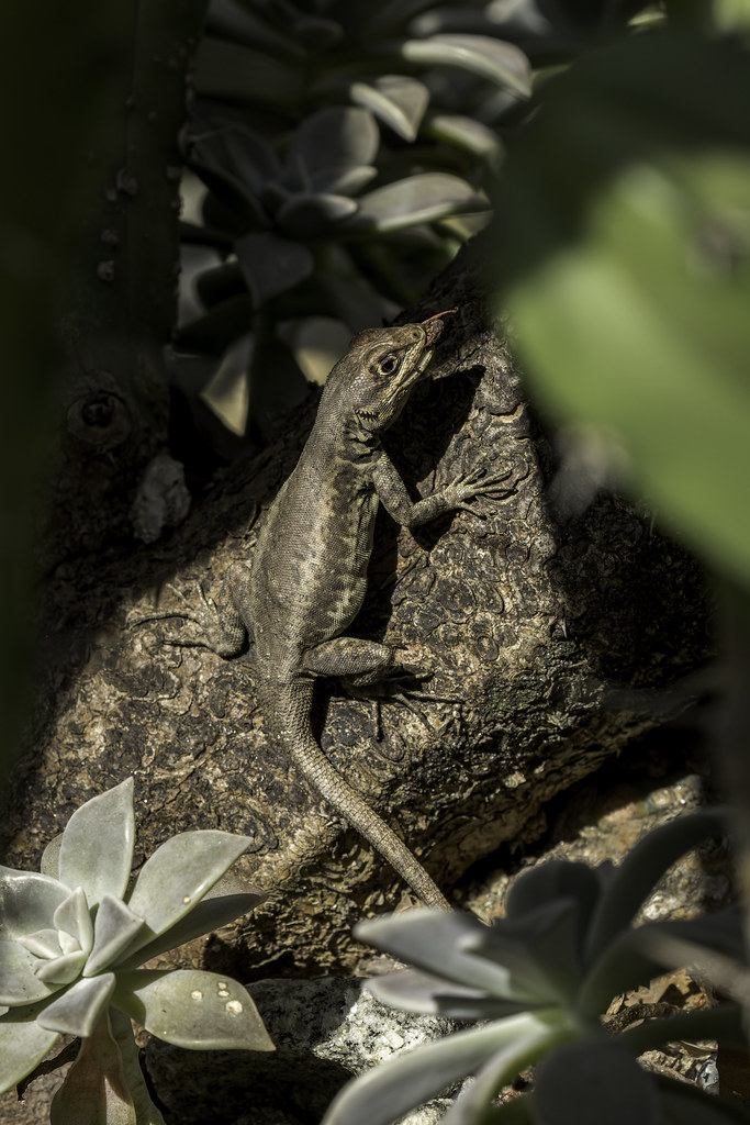 Tropidurus torquatus (Amazon Lava Lizard) - Tropiduridae - Rio Botanic Gardens, Rio de Janeiro, Brazil-2