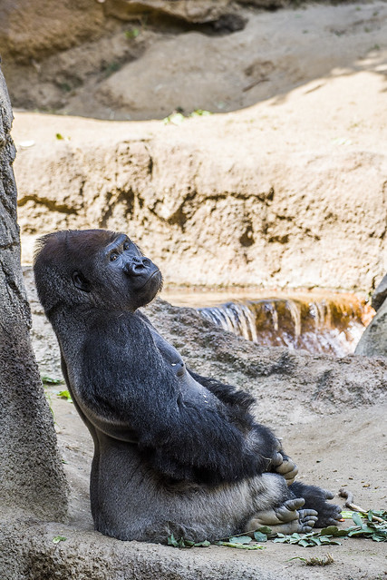 Western Lowland Gorilla - Los Angeles Zoo