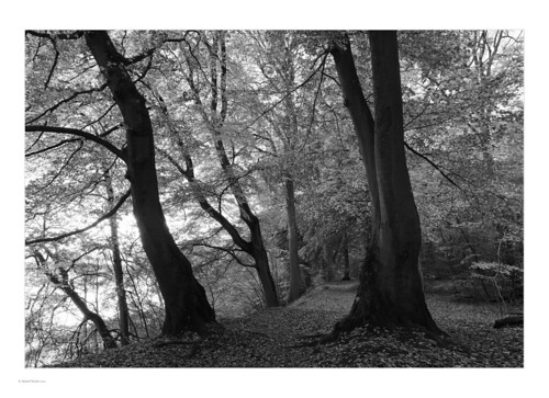 autumn forest tree path foliage composition detail contrast highlight shadow shape mood morning landscape nikond7500 nikonafsdx1680mmf284eedvr greyscale texture quiet nørreskov wideangle zoom bw monochrome rimlight denmark