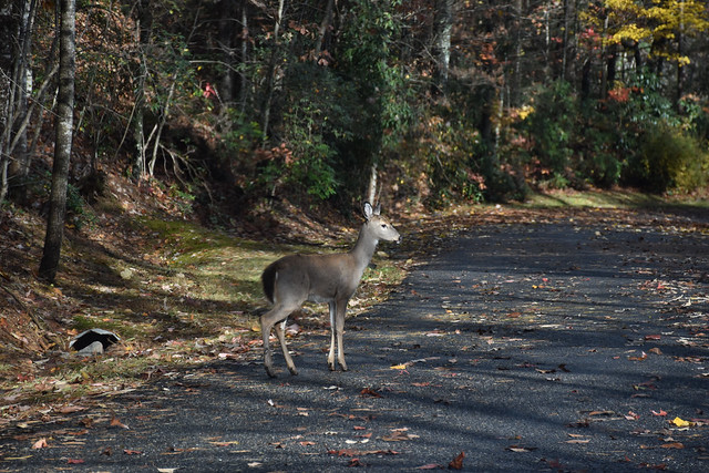 Deer - local road