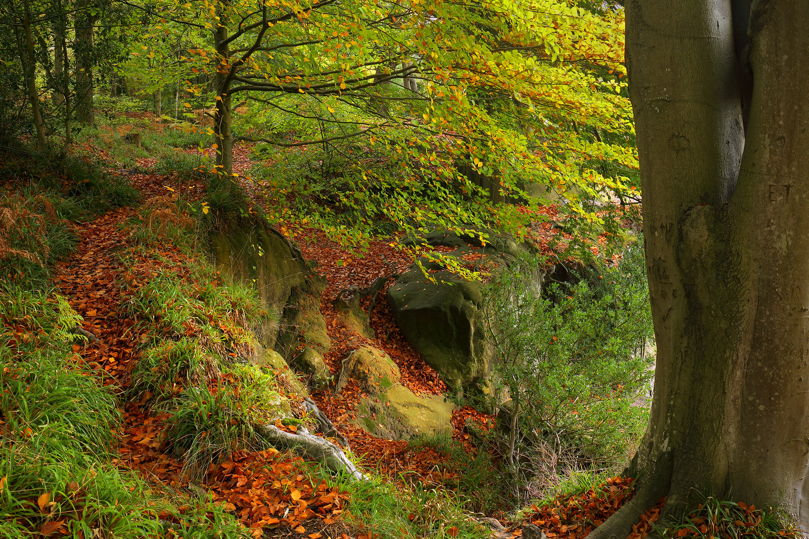 Beech woodland and rocky landscape in autumn