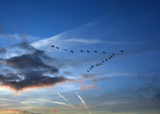 Brent Geese  in 'V' Formation'