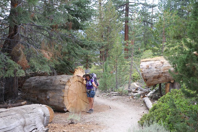 Huge deadfall across the John Muir Trail near Piute Creek - supposedly this tree was 186 years old when it died