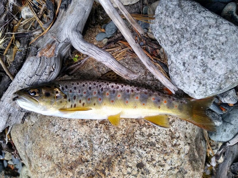 Yes! I completed the Sierra Grand Slam by catching a Brown Trout (plus earlier Rainbows, Brookies, and Goldens)