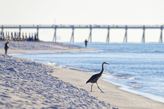 _PDN7320_Great Blue Heron; Navarre Beach, Florida