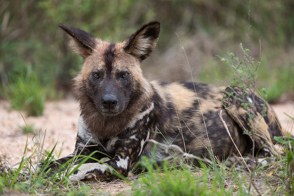 Image: African Wild Dog of the Ottawa Sand Pack