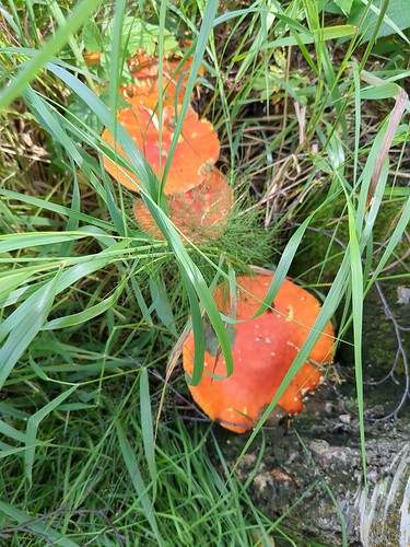 europe norvège norge salaünholidays champignon orange europeonflickr