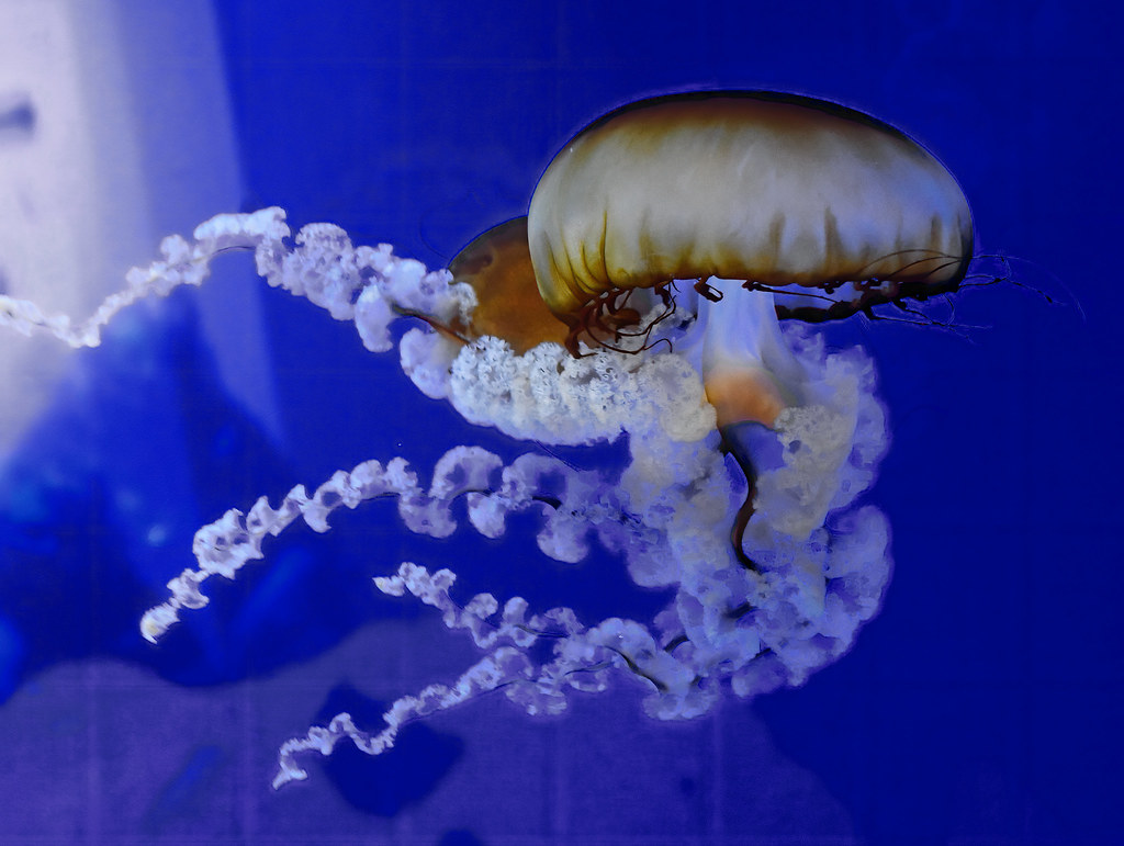 Jellyfish - Newport Aquarium, Newport Oregon