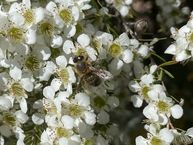 Leafcutter bee (Megachile)