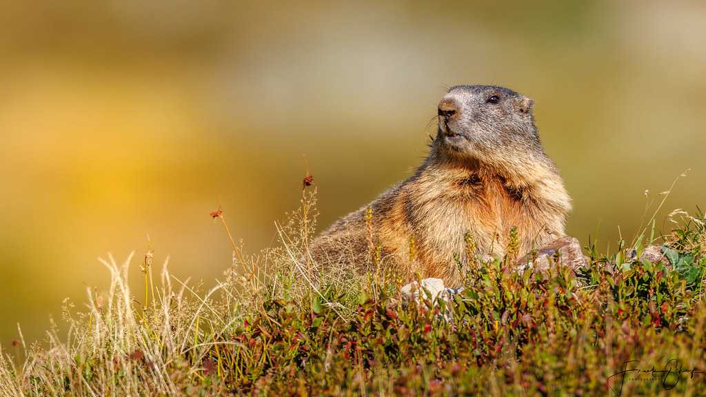 Alpine Marmot | Alpenmurmeltier (Marmota marmota) | Frank Schauf | Flickr