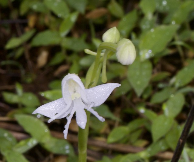 ecosystem/flora/Single-leaved Habenaria (Habenaria grandifloriformis)