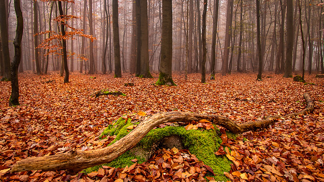 Totholz im Herbstwald