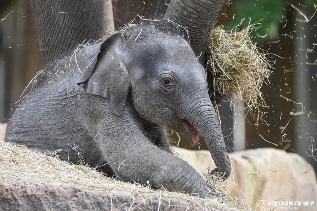 Baby asian elephant - Diergaarde blijdorp