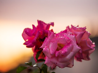 rose waterdrop