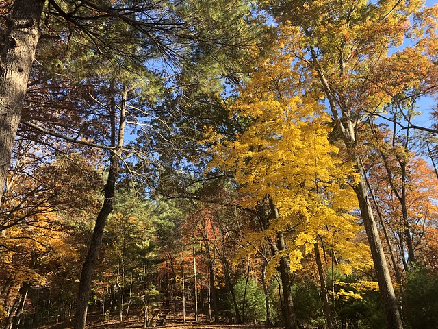 Fall foliage at Fairy Stone State Park