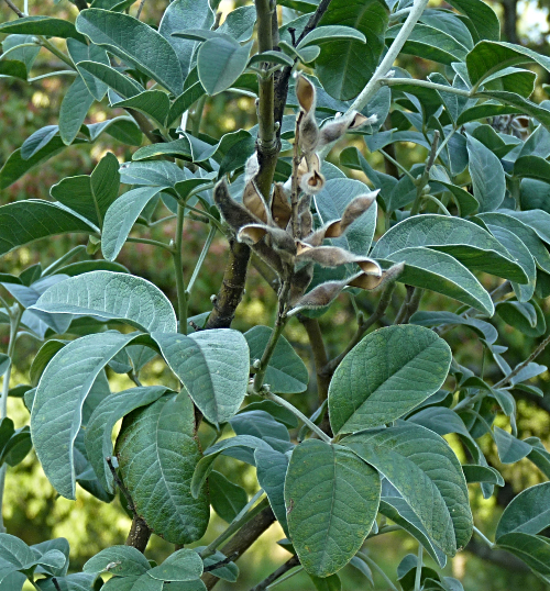 Cytisus battandieri 52470935963_fc85a29f86_o