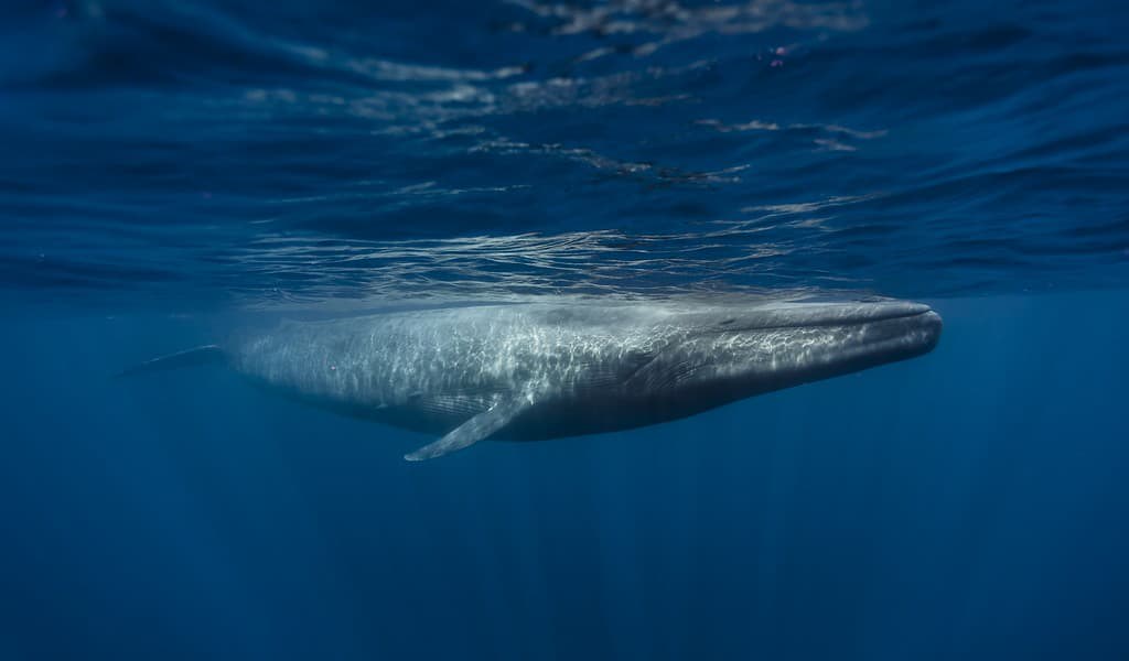 les-baleines-bleues-mangeraient-10-tonnes-de-plastique-par-jour