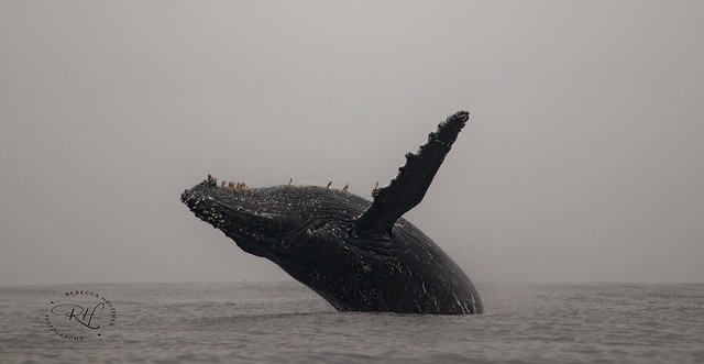 Humpback Whale Breech