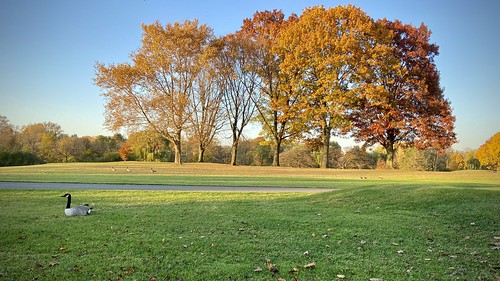 green gold november fall geese golfcourse trees outside outdoors landscape scenery