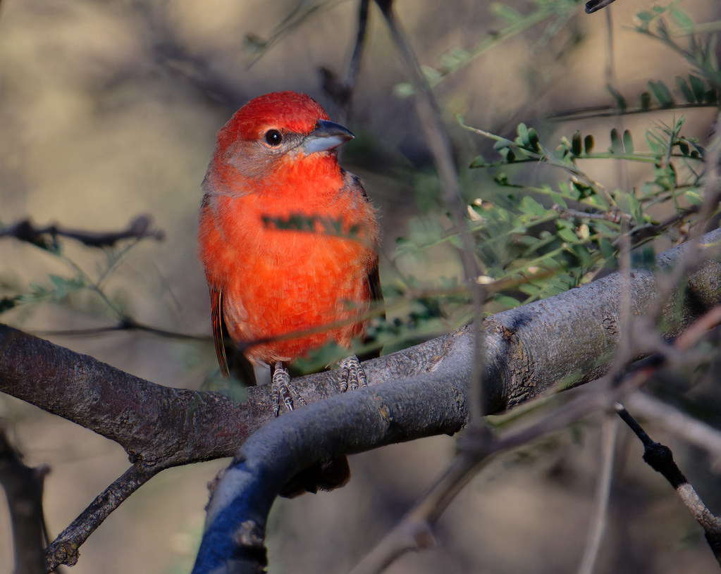 male hepatic tanager soaking up the sun