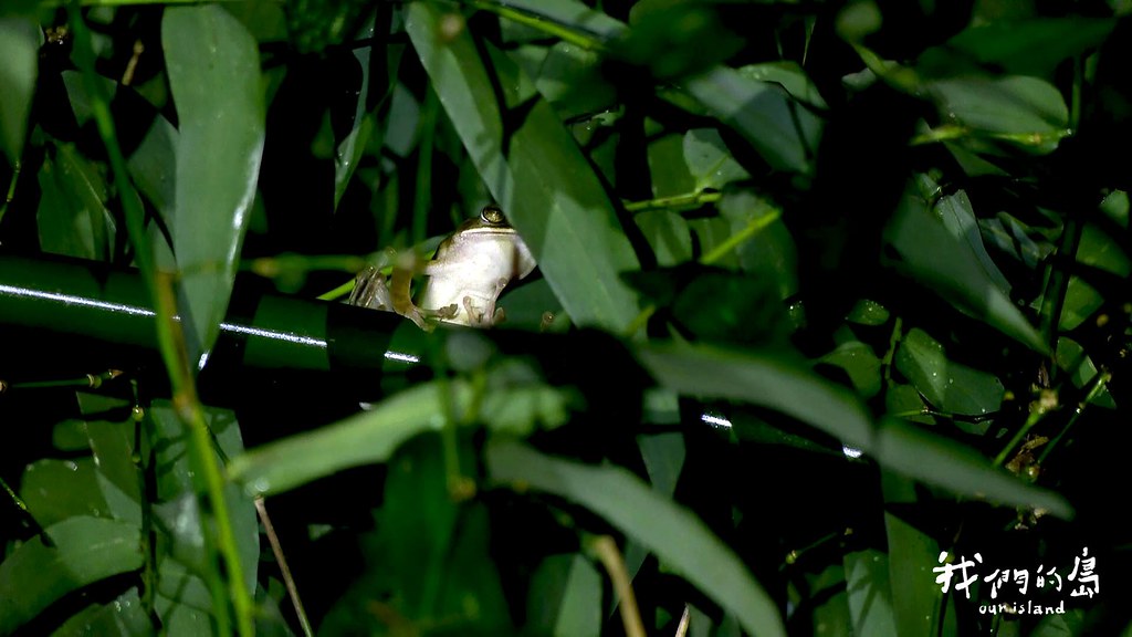 保育類諸羅樹蛙也在竹林現蹤