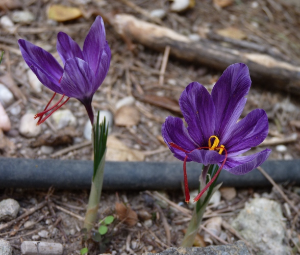 Crocus sativus 52472058205_09b8151757_o