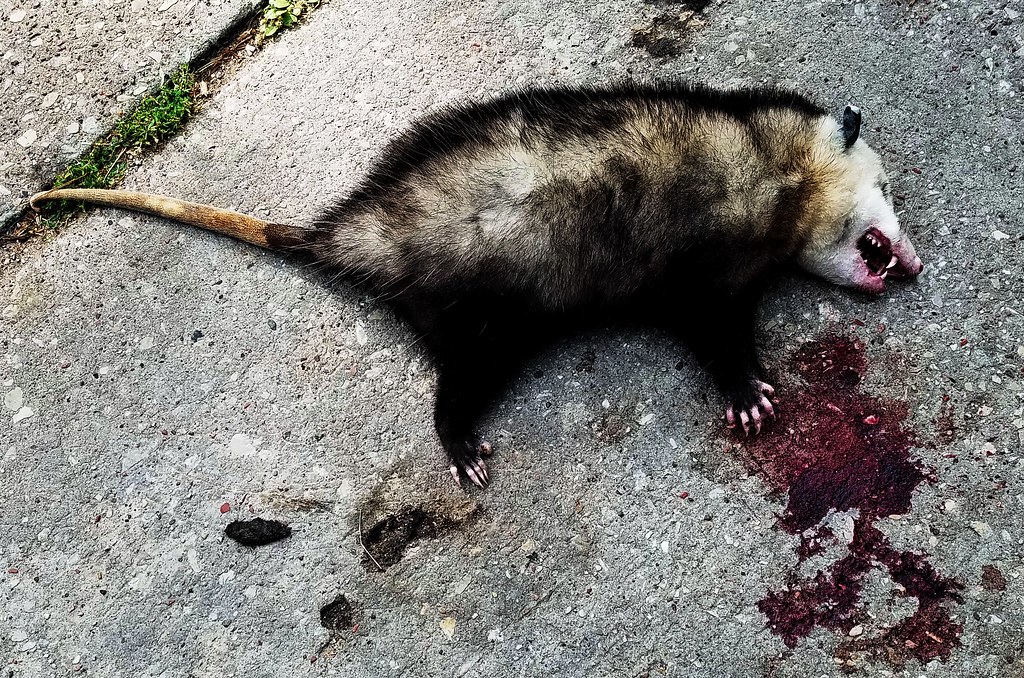 Opossum road kill