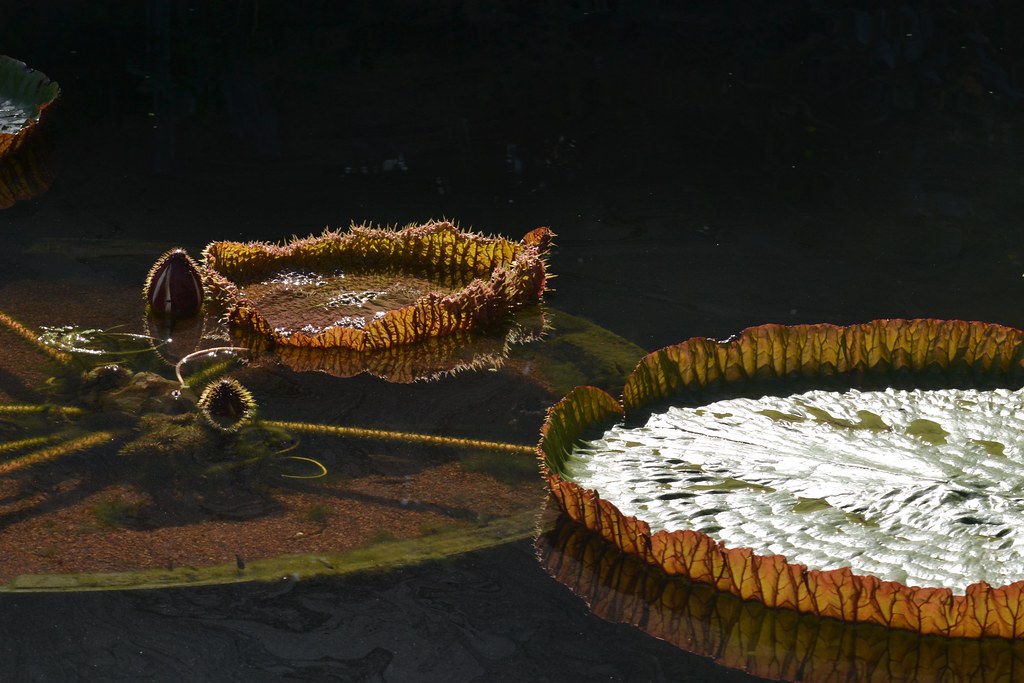Giant Victoria amazonica waterlily pads are unfurling