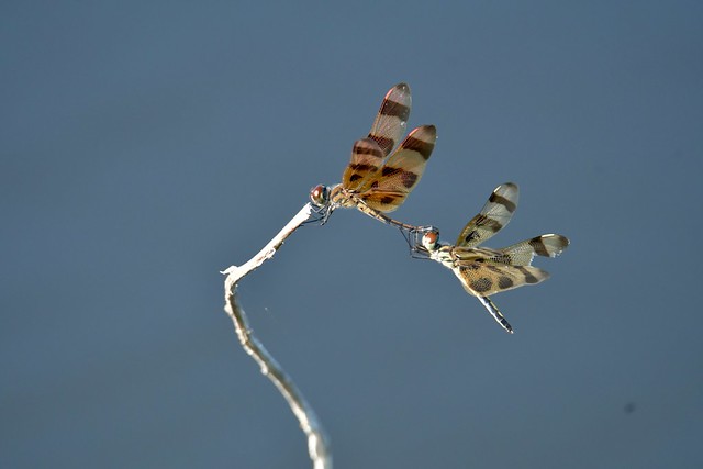 Halloween Pennant pair hooked up at LAWD