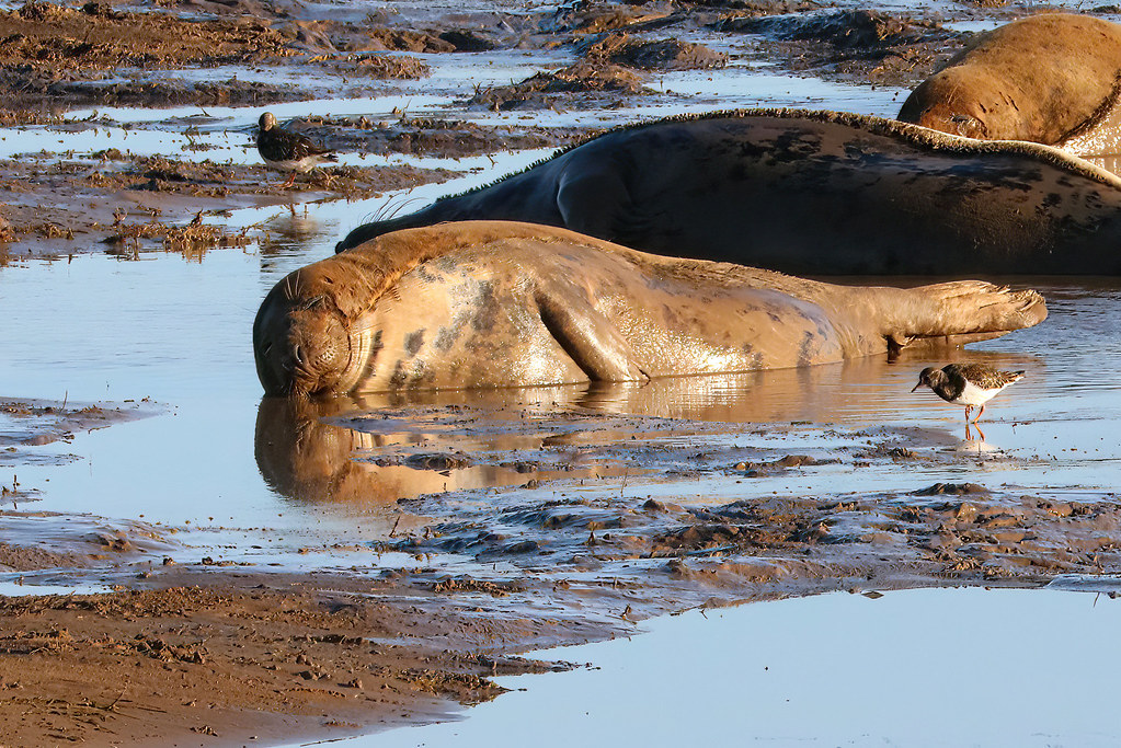 Happiness is ....wallowing in mud!