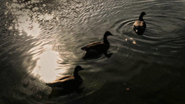 3 Ducks - Harlem Meer
