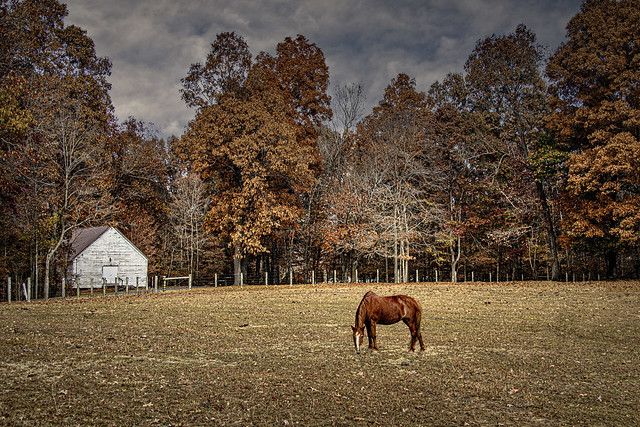Horse at Soldier Creek Church