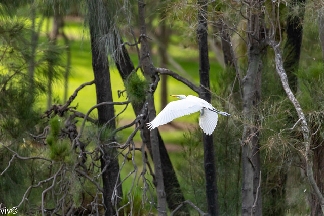 On a sunny summer morning adult Eastern great Egret skillfully negotiates trees on its way to its nest at the wetland