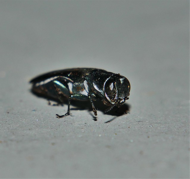 Little jewel beetle Agrilus sp aff fassatii Agrilinae Buprestidae Mandalay rainforest Airlie Beach P1460587