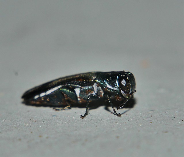 Little jewel beetle Agrilus sp aff fassatii Agrilinae Buprestidae Mandalay rainforest Airlie Beach P1460586