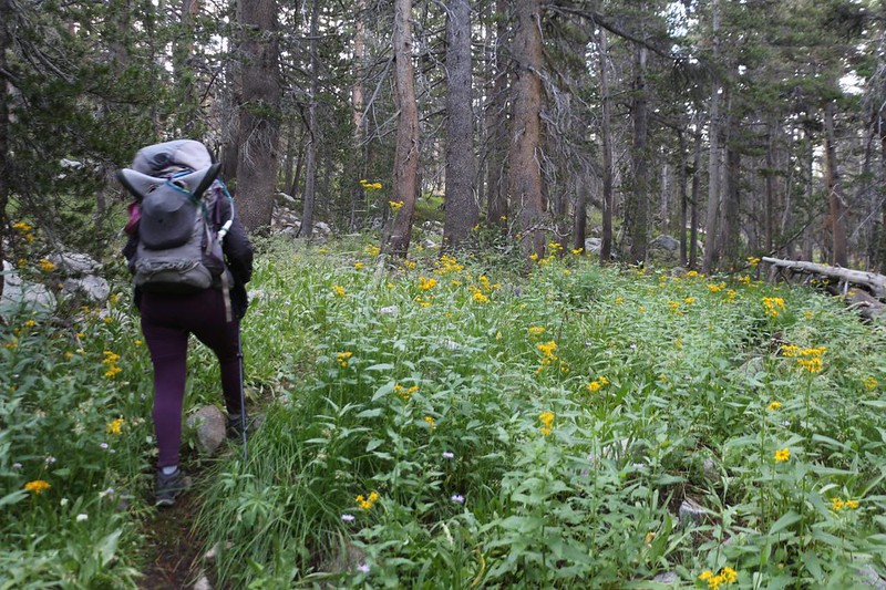 There were lots of flowers in this wetter section of the Golden Trout Lake Trail but there were WAY too many mosquitos!